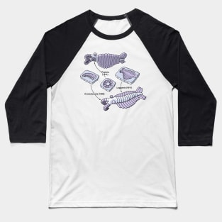 Anomalocaris Fossils Baseball T-Shirt